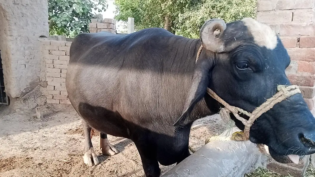 بھینس برائے فروخت — photo 2