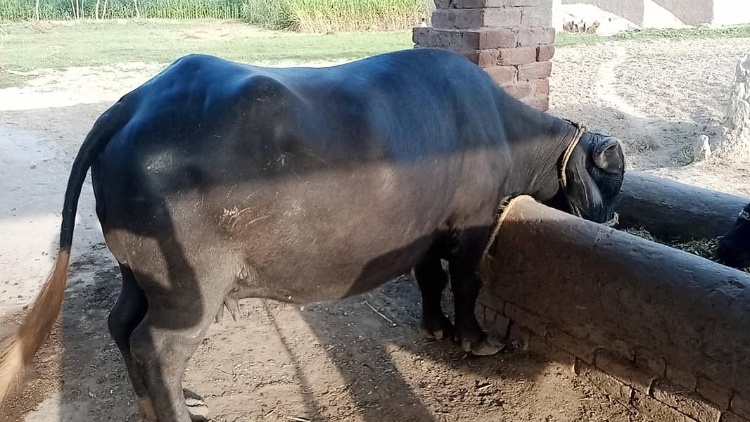 بھینس برائے فروخت 2