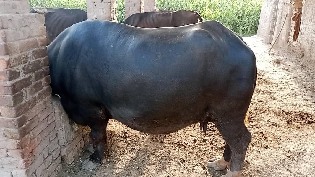 بھینس برائے فروخت 3