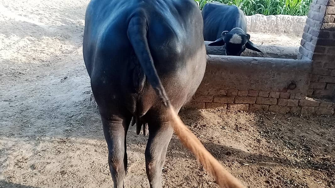 بھینس برائے فروخت 4