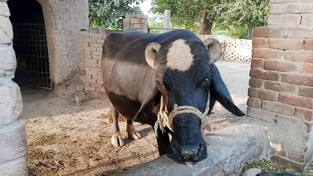 بھینس برائے فروخت — photo 6