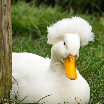 Crusted Male Duck