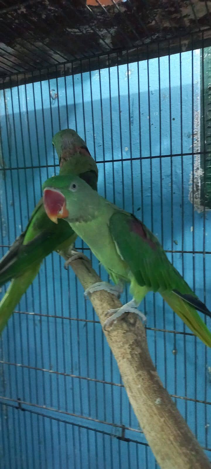Raw parrot pair 0