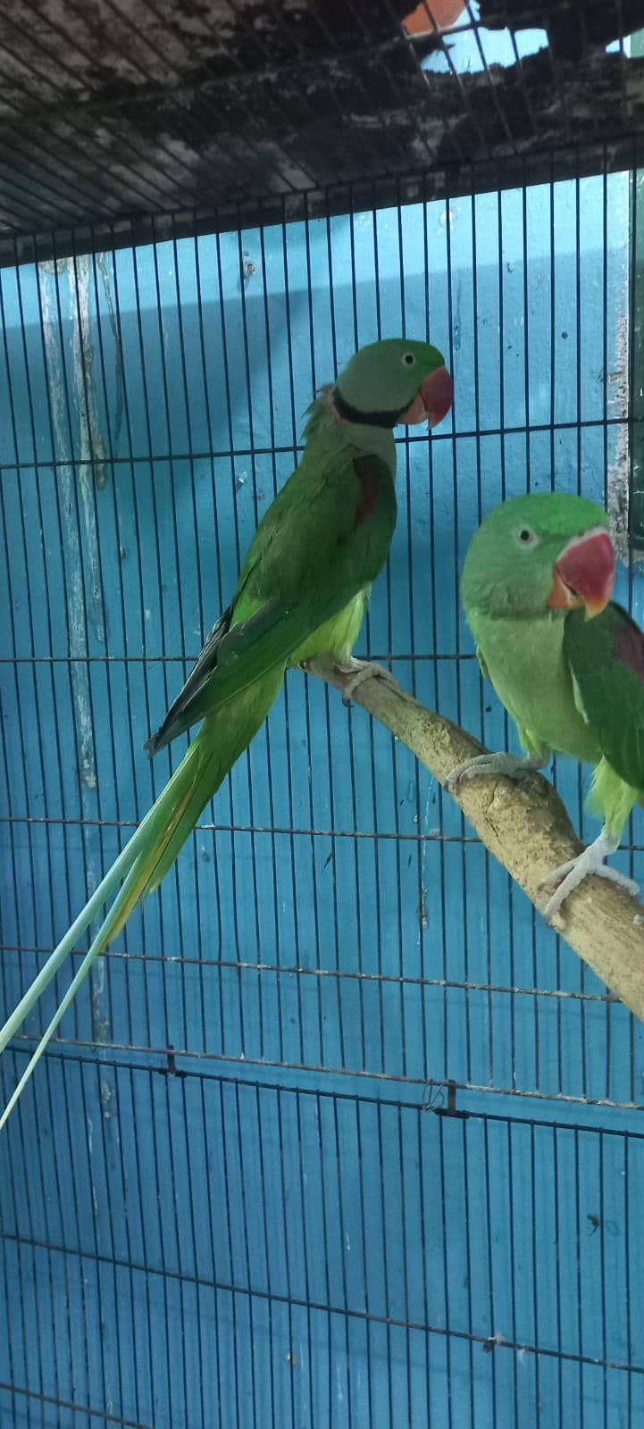 Raw parrot pair 1