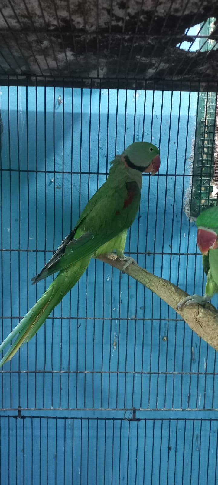 Raw parrot pair 2