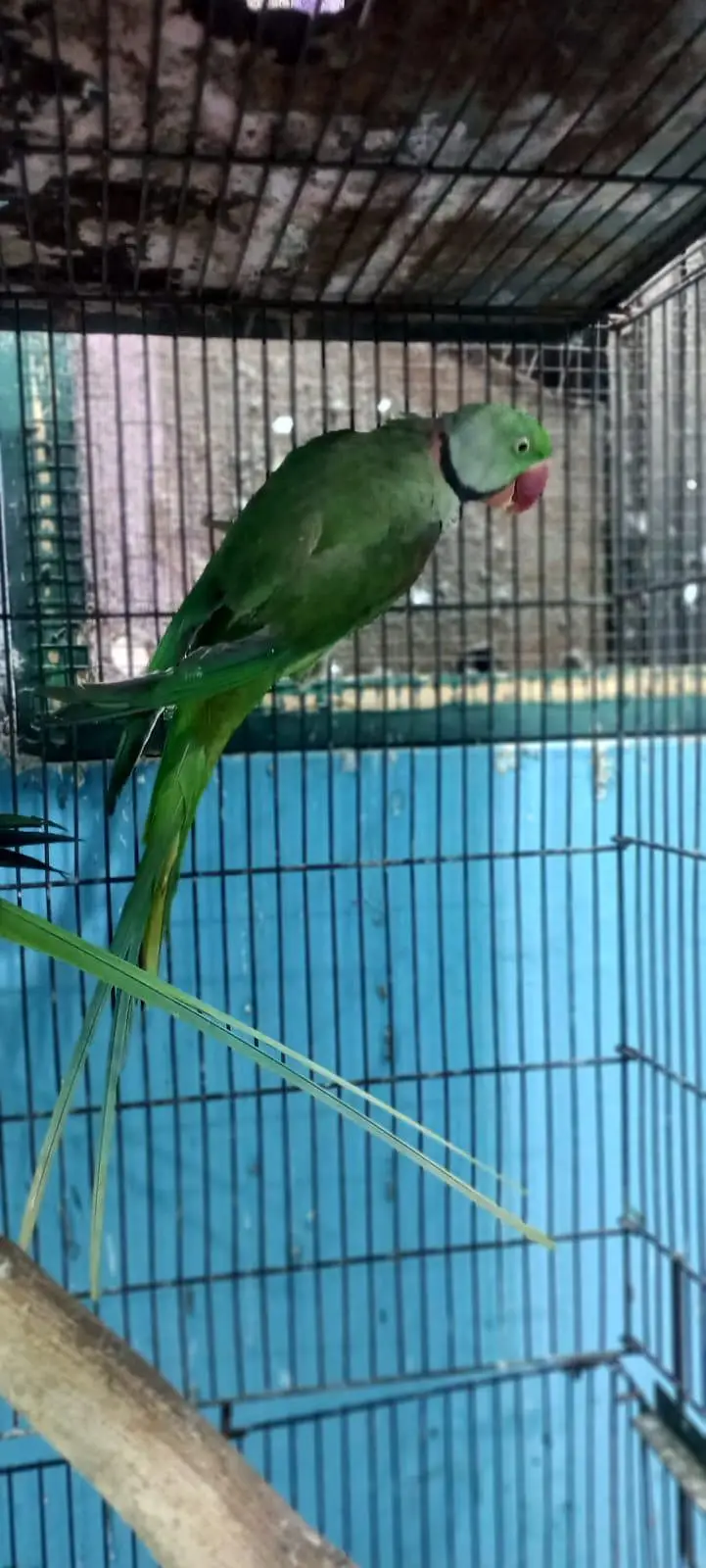 Raw parrot pair — photo 4