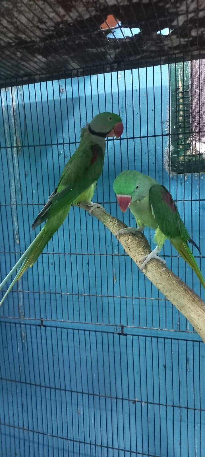 Raw parrot pair 4