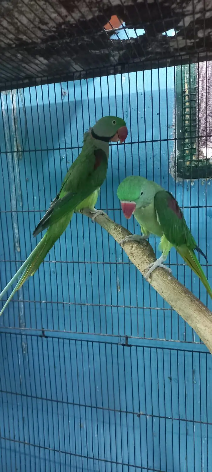 Raw parrot pair — photo 5