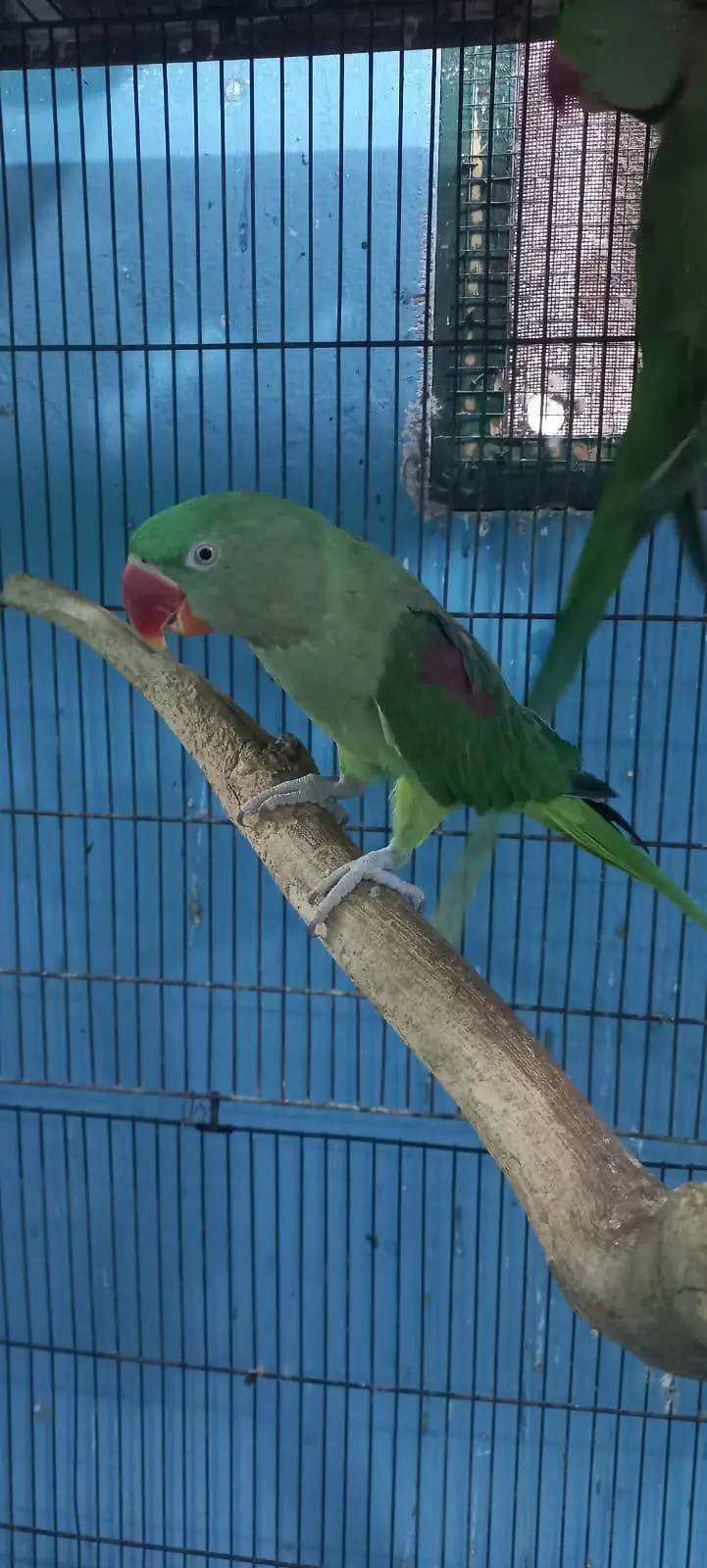 Raw parrot pair — photo 6