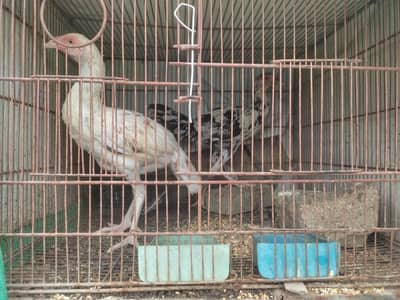 Aseel Murga, Murgi, Joray, Chozay, Bachai or Pinjray For Sale