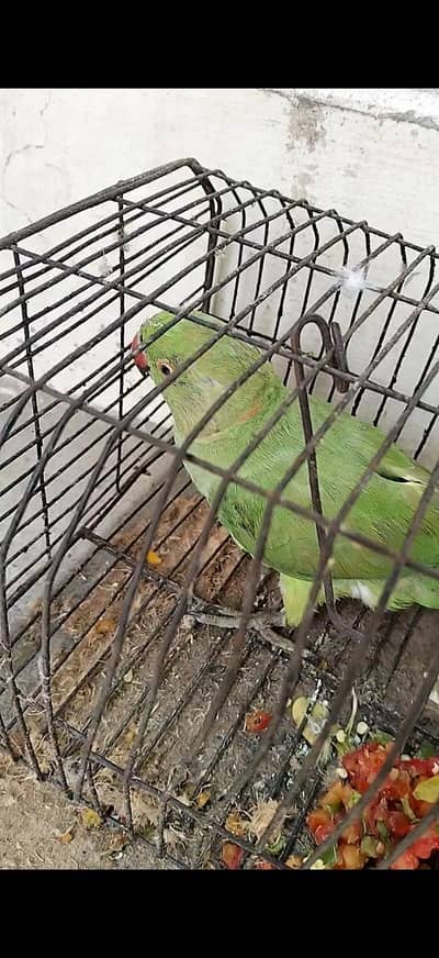 Perrit