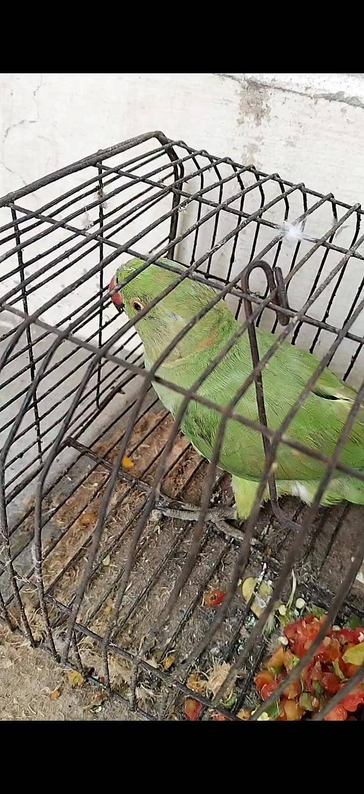 Perrit 0