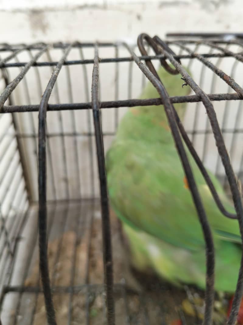 Perrit 1