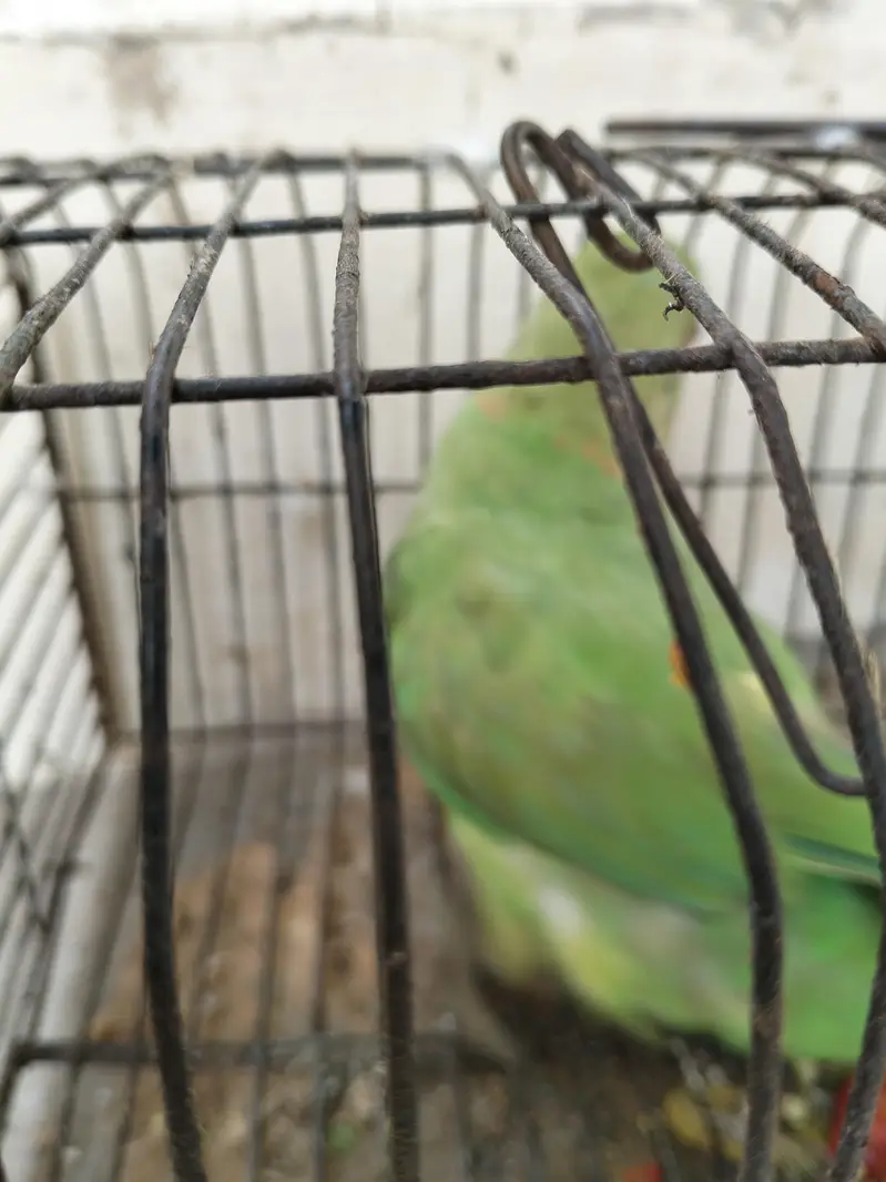 Perrit — photo 2