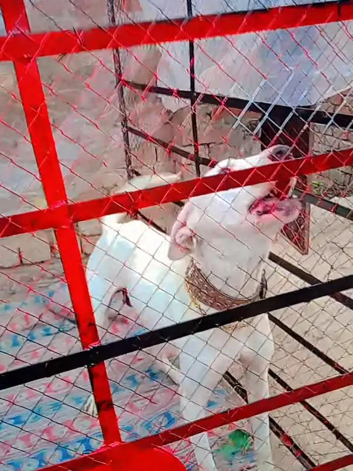 gultar fimale — photo 4