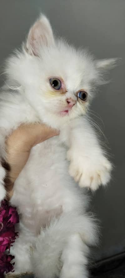 Persian cat