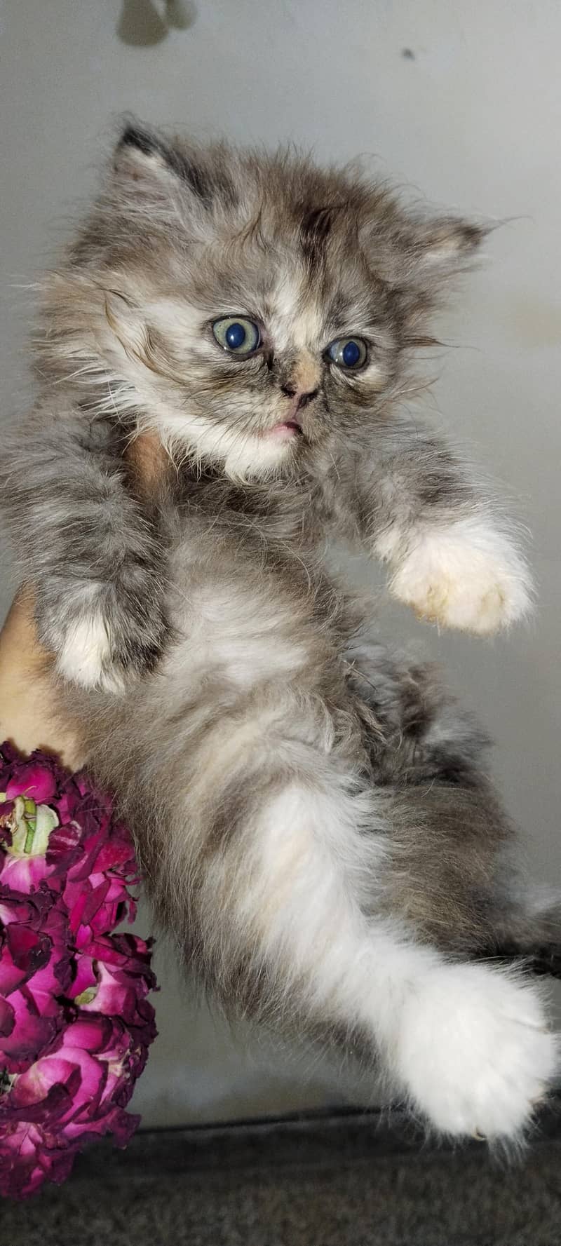 Persian cat 1
