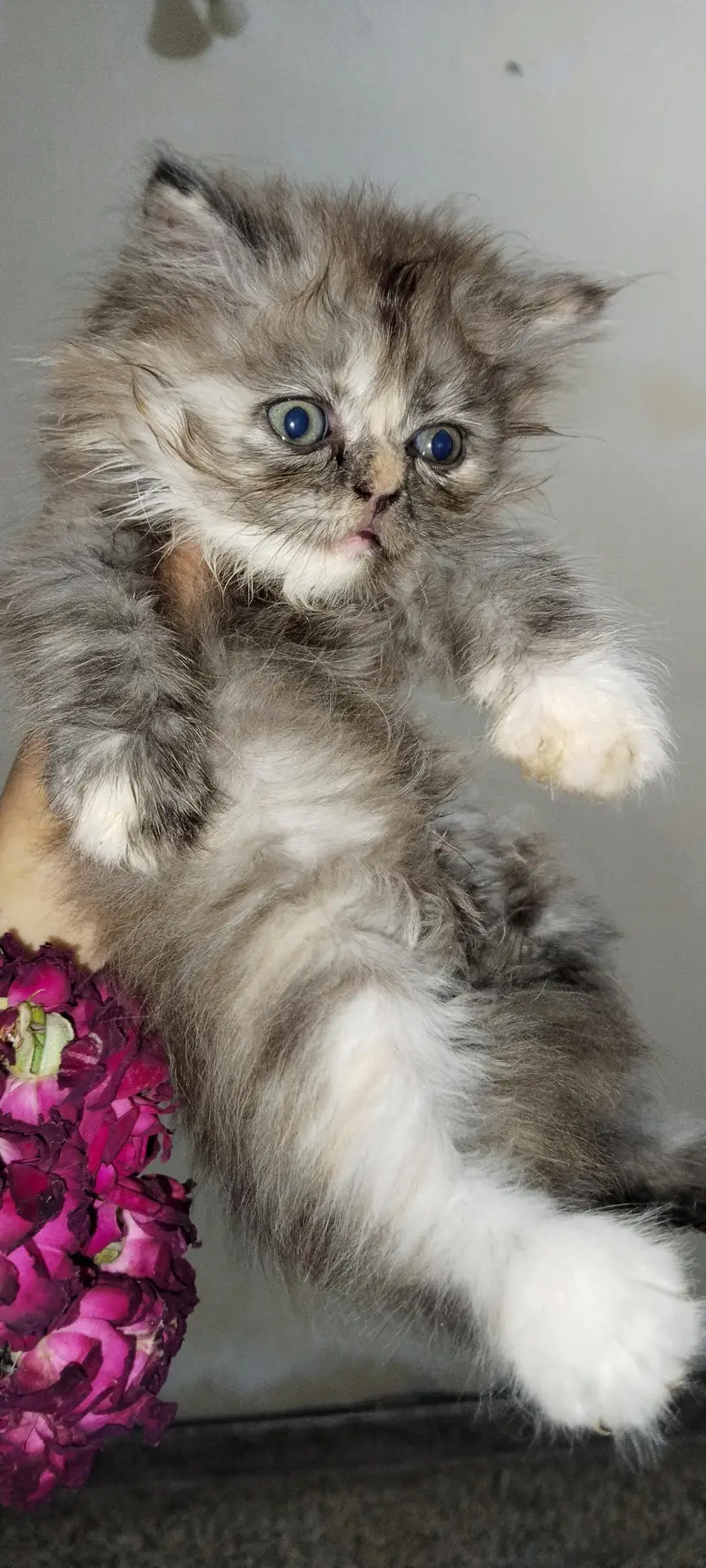 Persian cat — photo 2