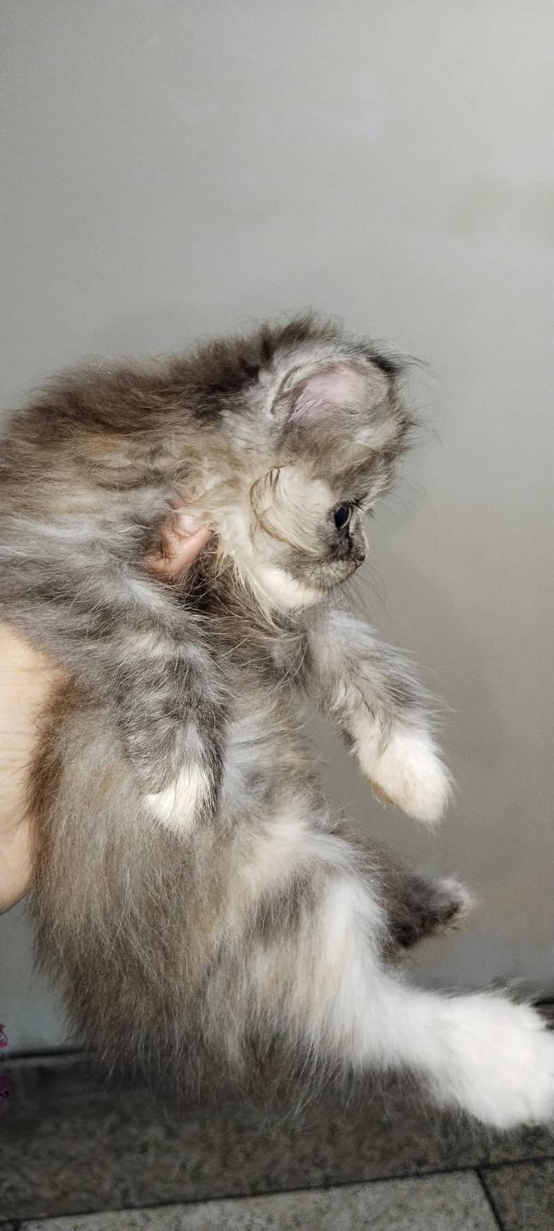 Persian cat 2