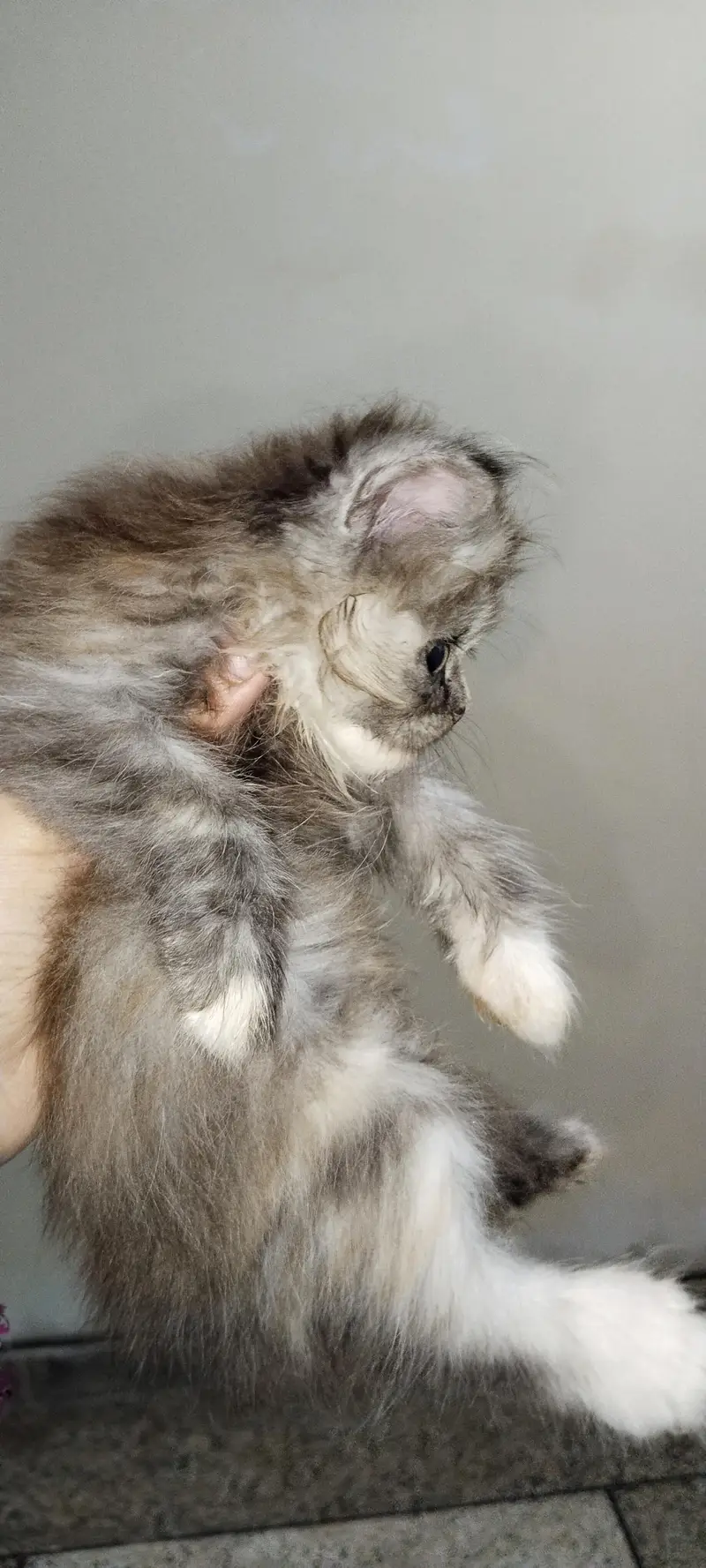 Persian cat — photo 3