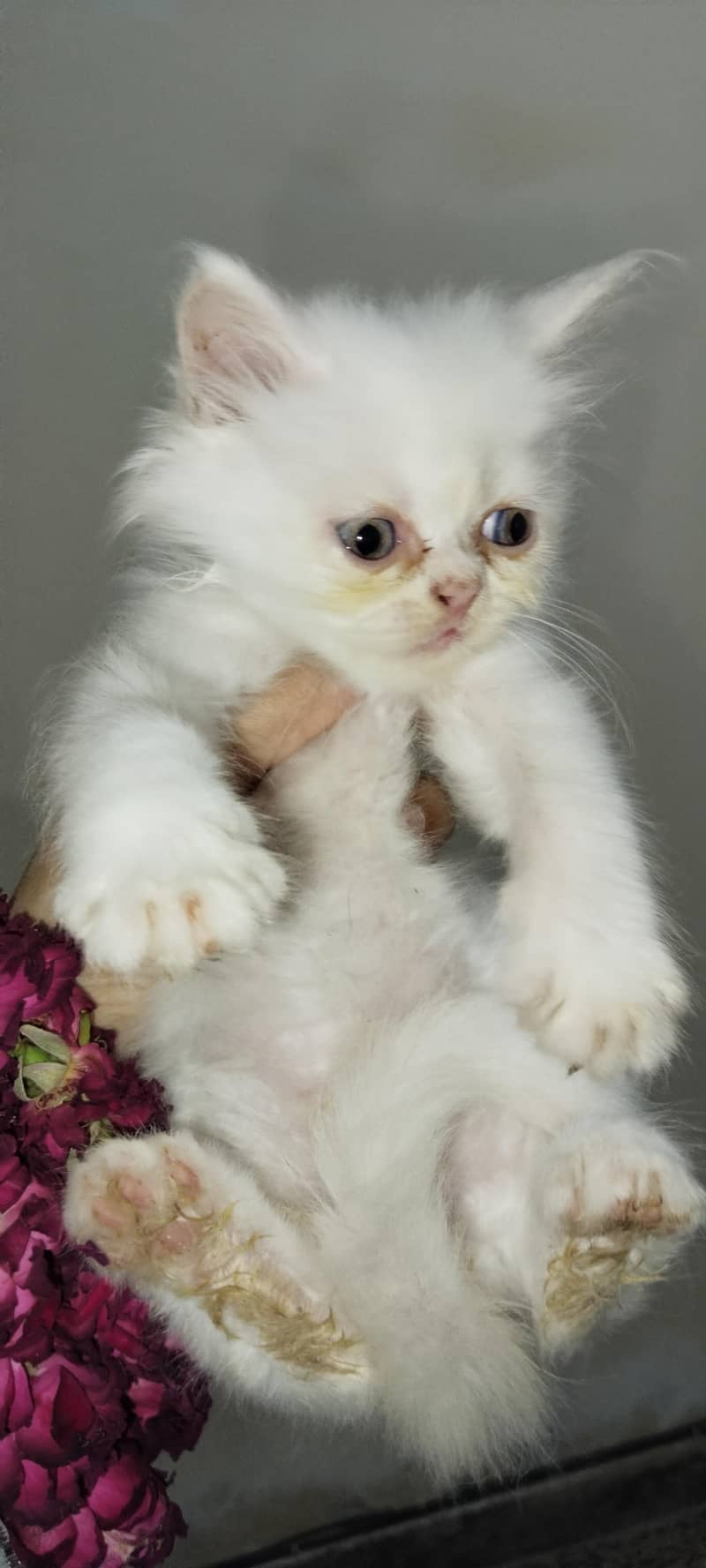 Persian cat 3