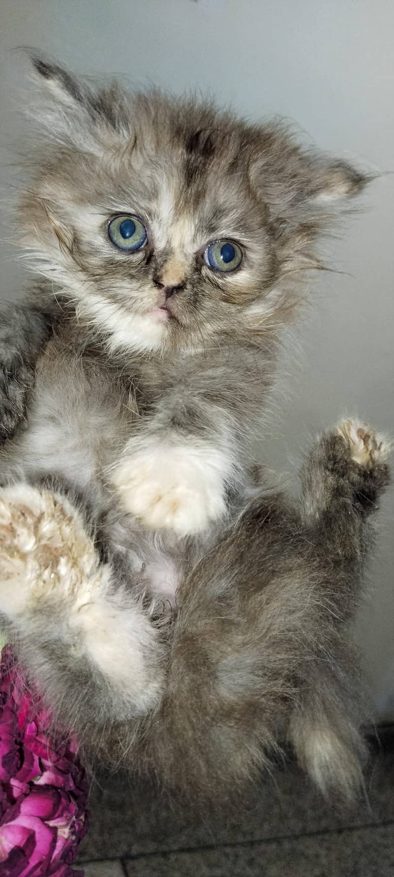 Persian cat 4