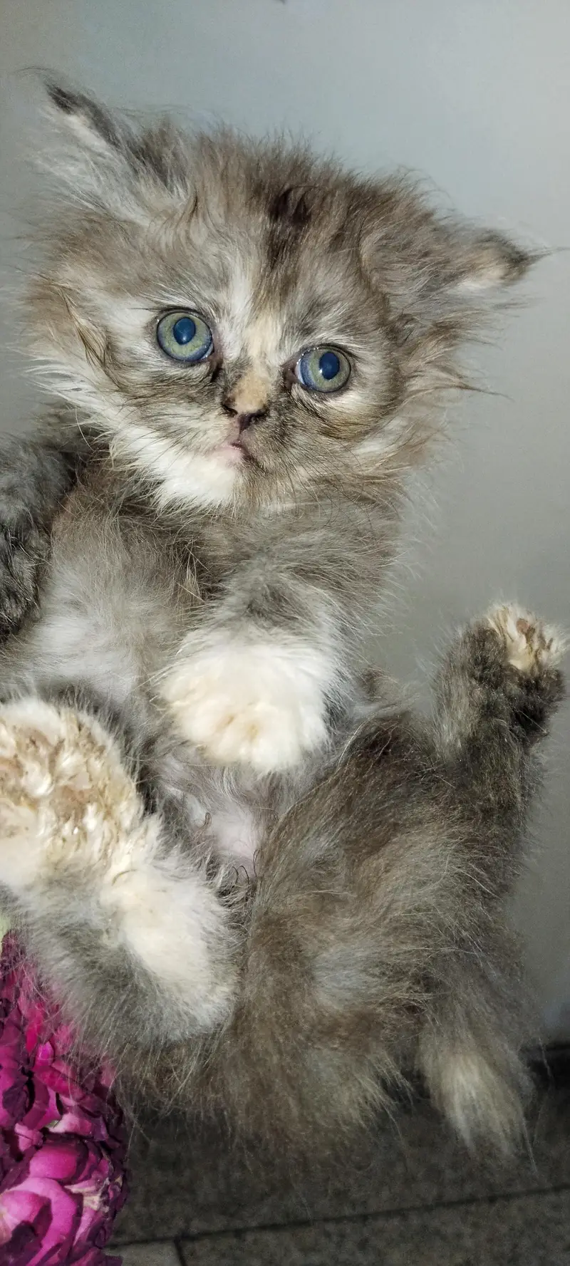 Persian cat — photo 5