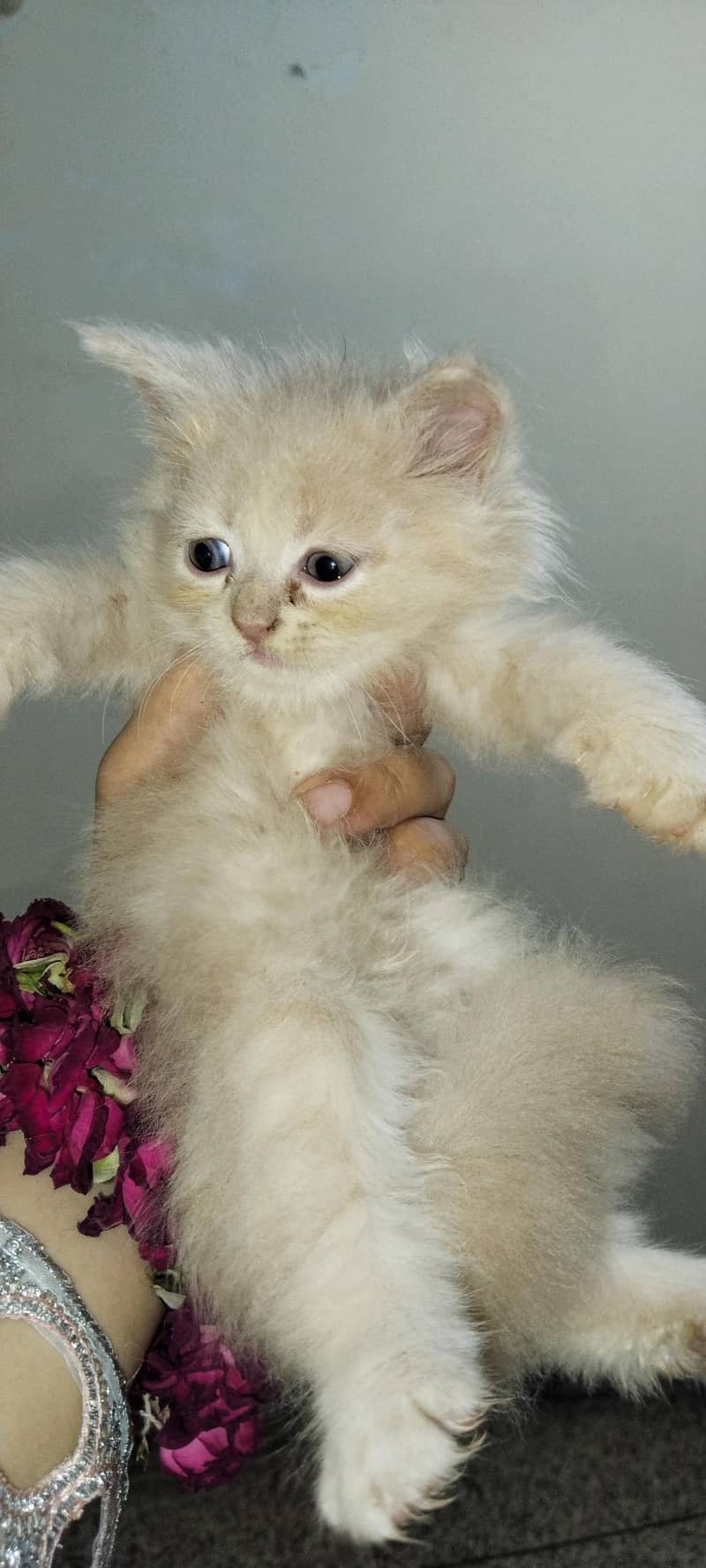 Persian cat 5