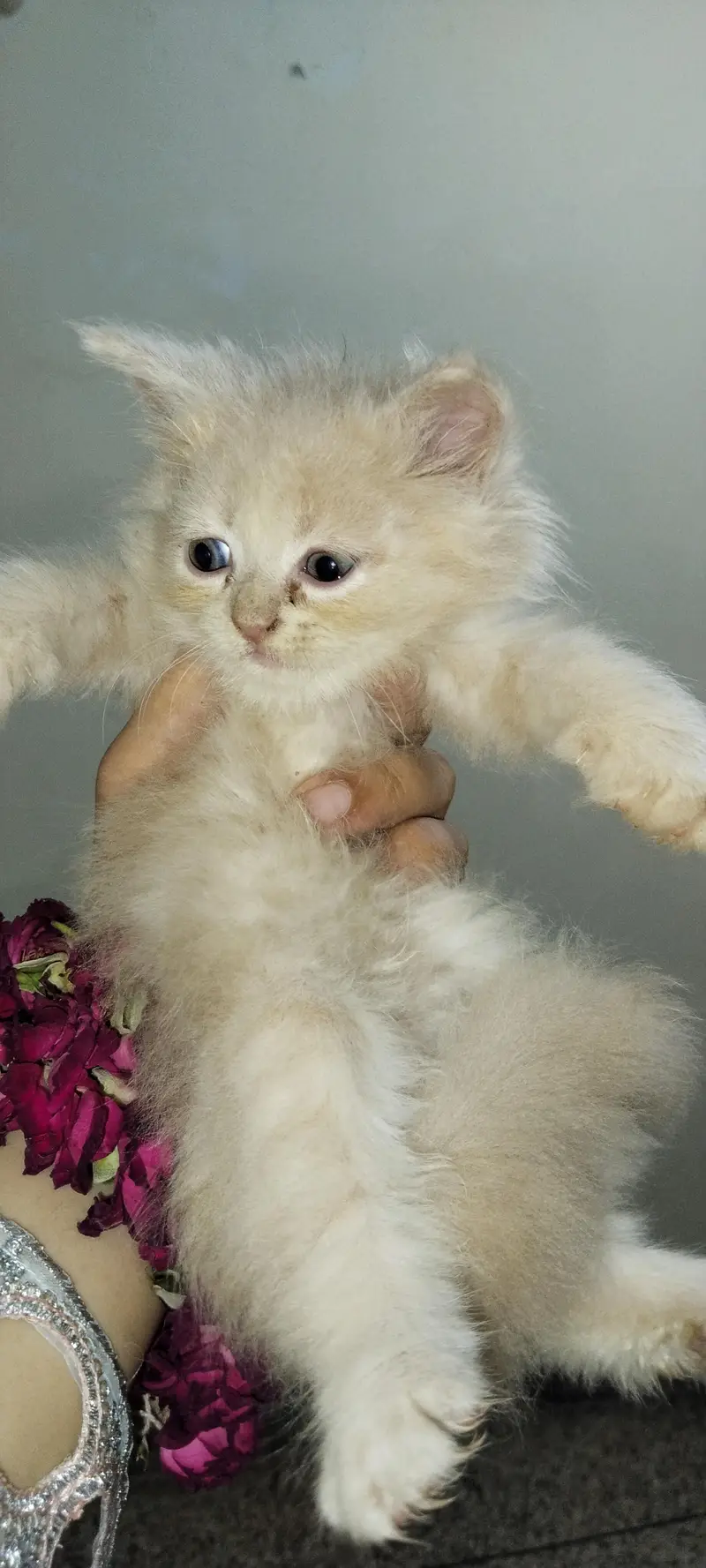 Persian cat — photo 6