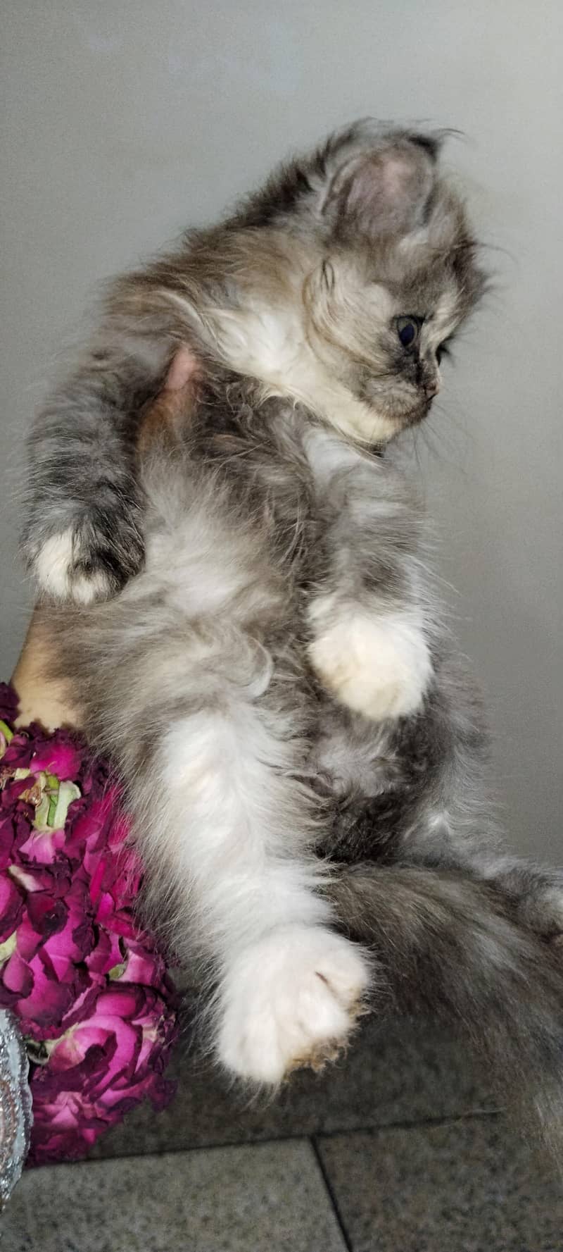 Persian cat 6