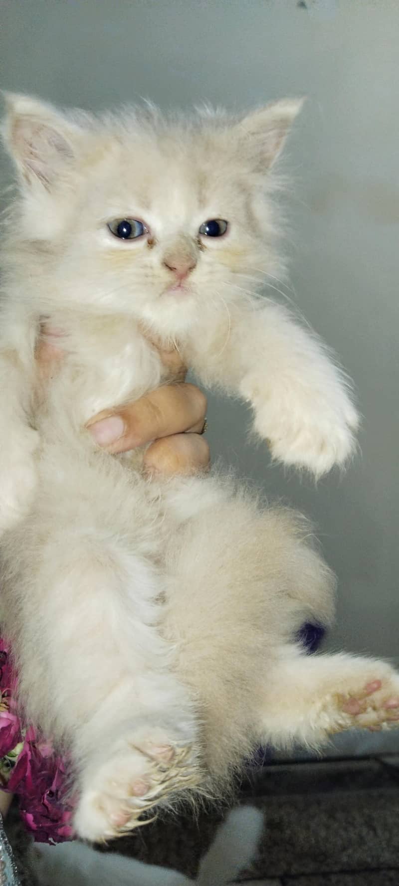 Persian cat 7
