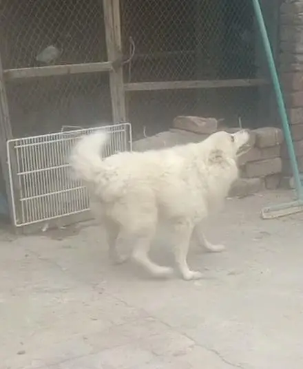 Russian dog for sale 03074975591 — photo 2