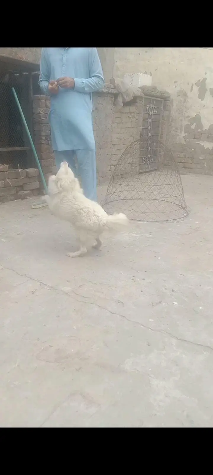 Russian dog for sale 03074975591 — photo 3