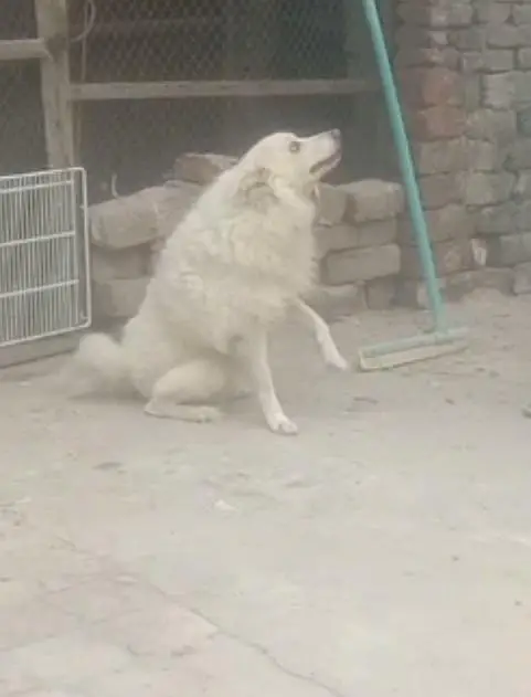 Russian dog for sale 03074975591 — photo 4