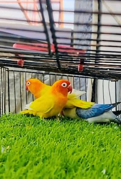 love bird pair available
