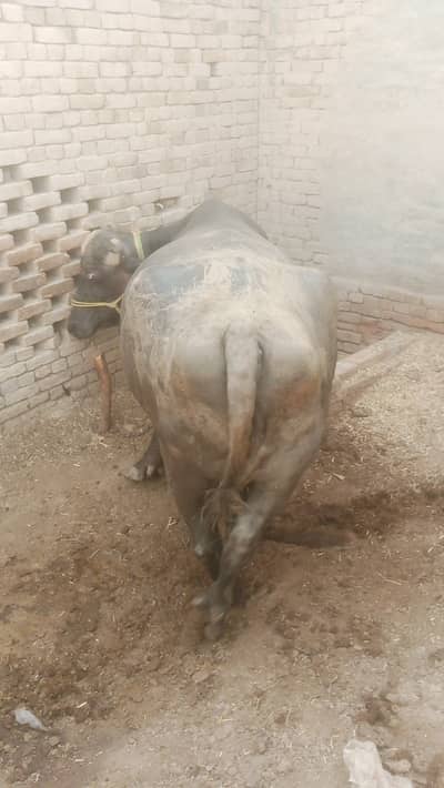 پیور نیلی راوی بھینس فار سیل 6 لاکھ 85 ہزار neeli Ravi buffalo