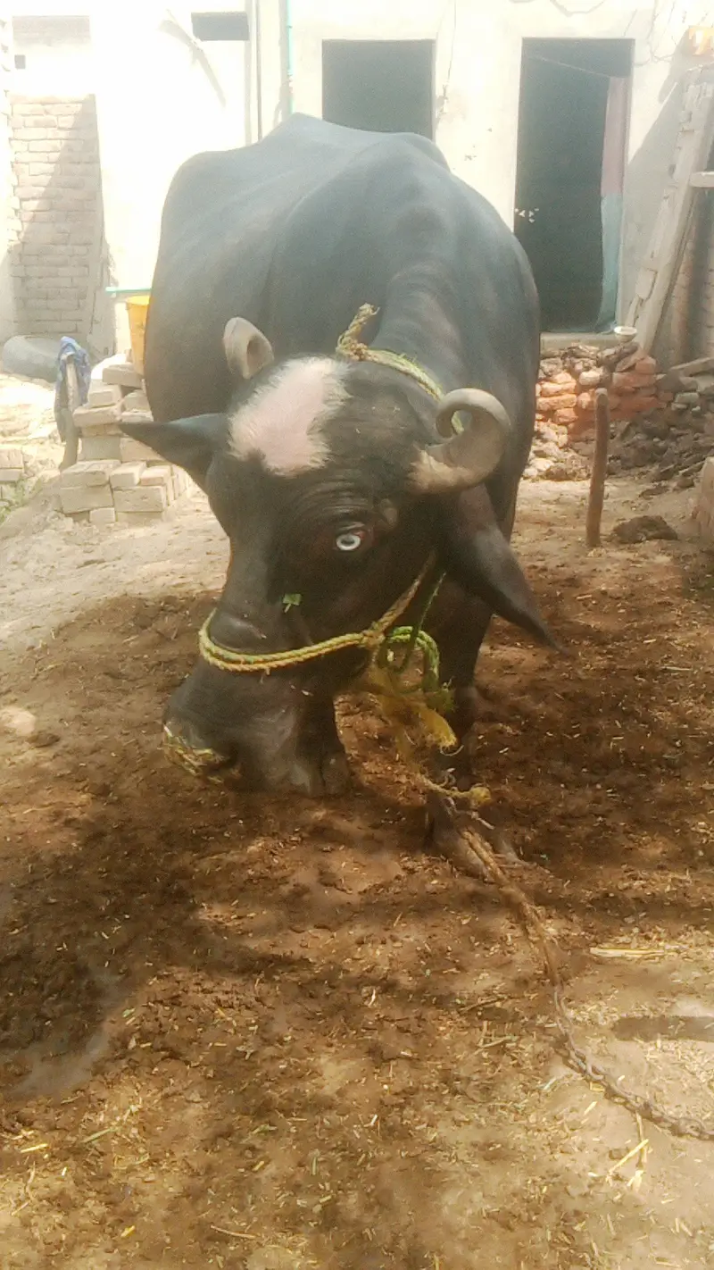 پیور نیلی راوی بھینس فار سیل 6 لاکھ 85 ہزار neeli Ravi buffalo — photo 2