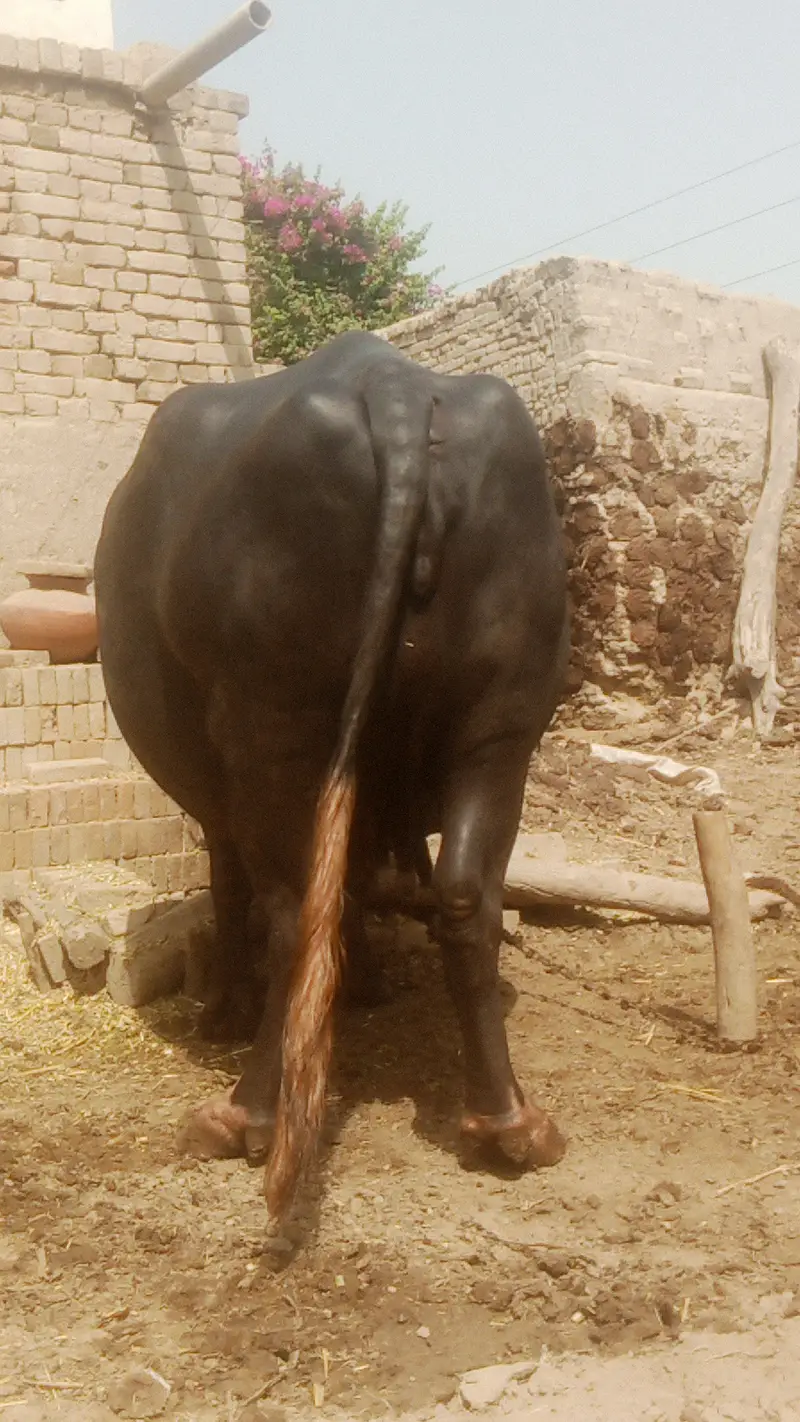 پیور نیلی راوی بھینس فار سیل 6 لاکھ 85 ہزار neeli Ravi buffalo — photo 3