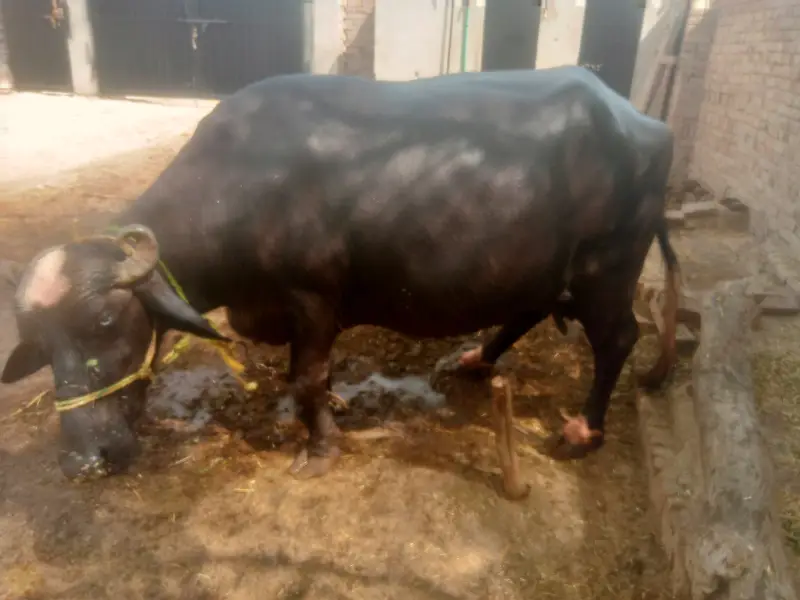 پیور نیلی راوی بھینس فار سیل 6 لاکھ 85 ہزار neeli Ravi buffalo — photo 4