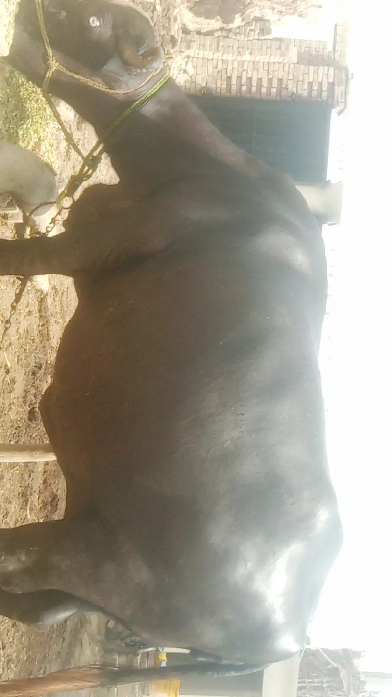 پیور نیلی راوی بھینس فار سیل 6 لاکھ 85 ہزار neeli Ravi buffalo — photo 5
