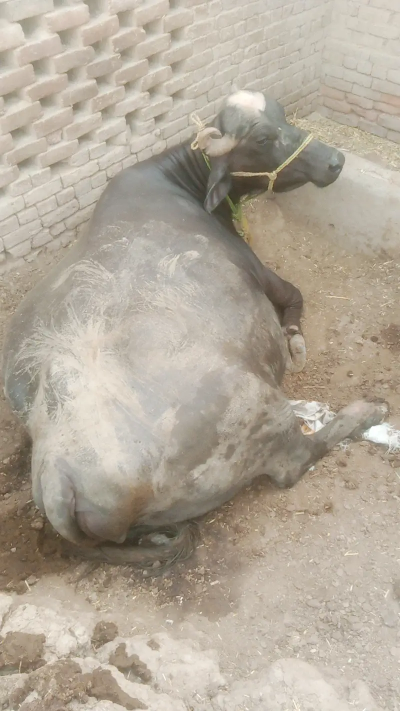 پیور نیلی راوی بھینس فار سیل 6 لاکھ 85 ہزار neeli Ravi buffalo — photo 6