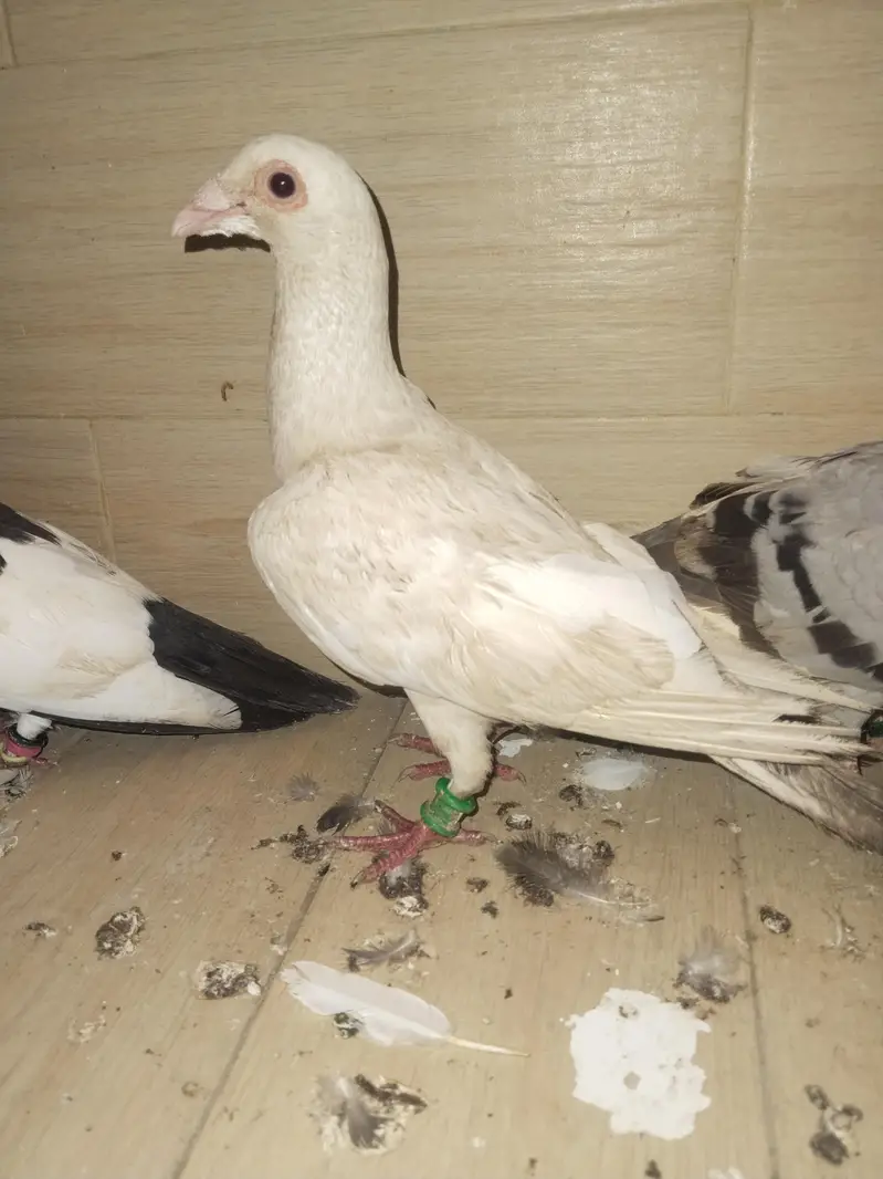 Qasid pigeons for sale — photo 2