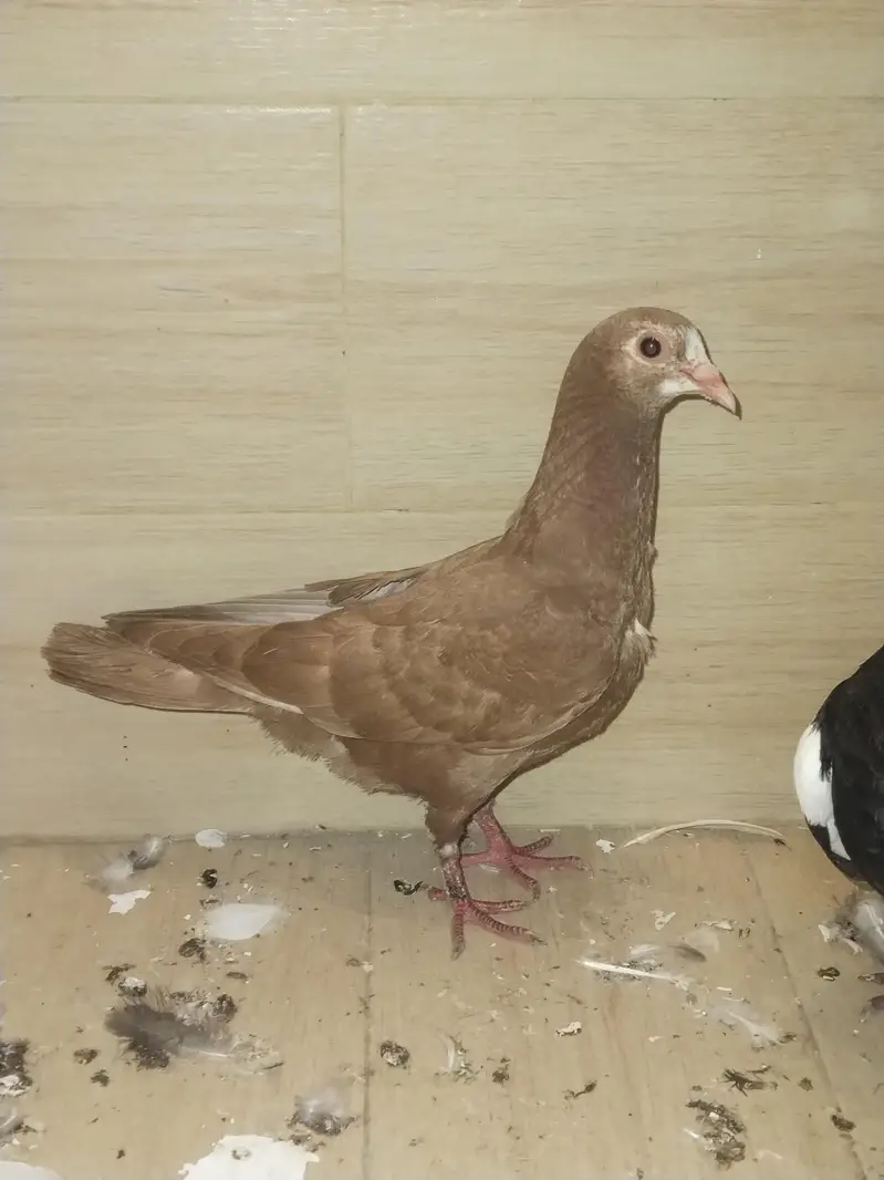 Qasid pigeons for sale — photo 3