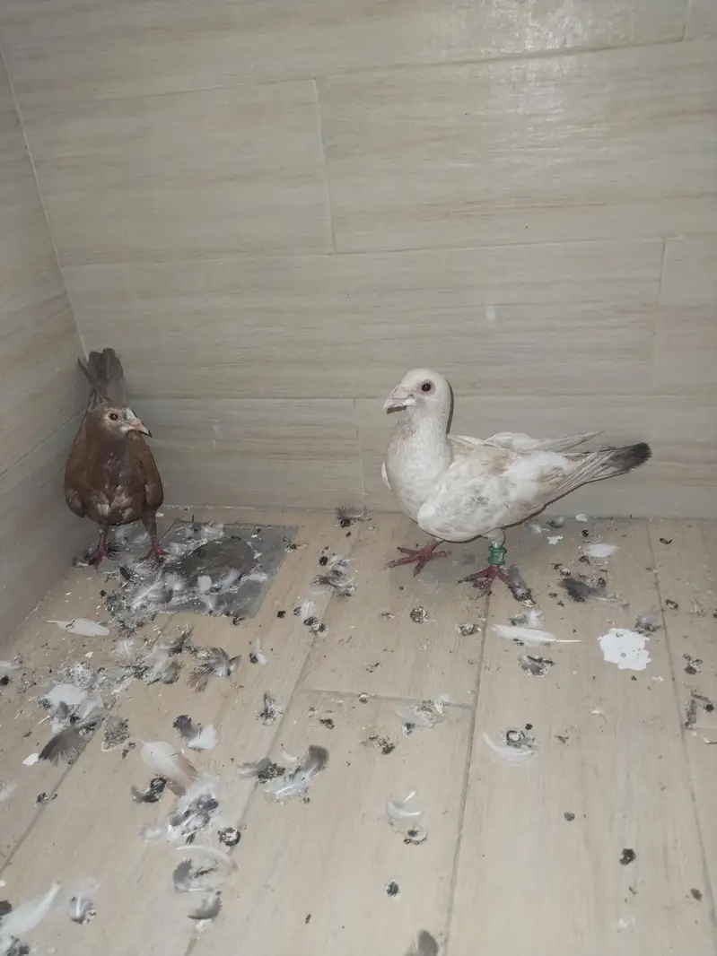 Qasid pigeons for sale — photo 4
