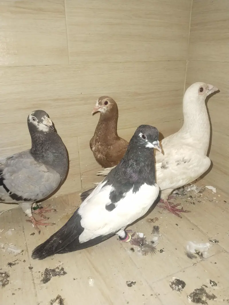 Qasid pigeons for sale — photo 5