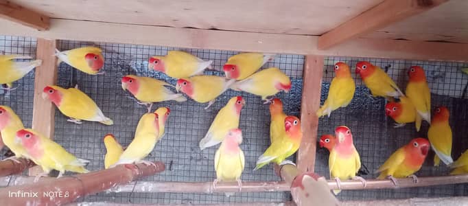 lotino love birds