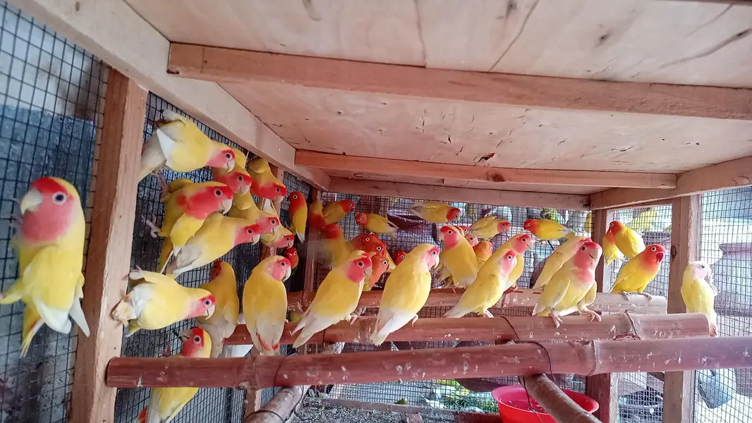 lotino love birds — photo 2