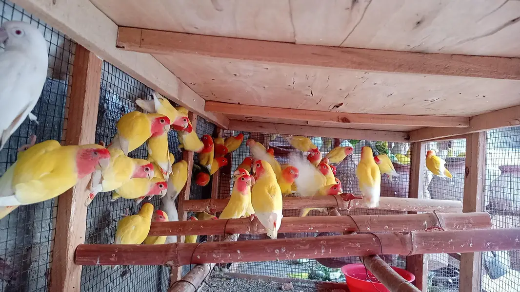 lotino love birds — photo 3