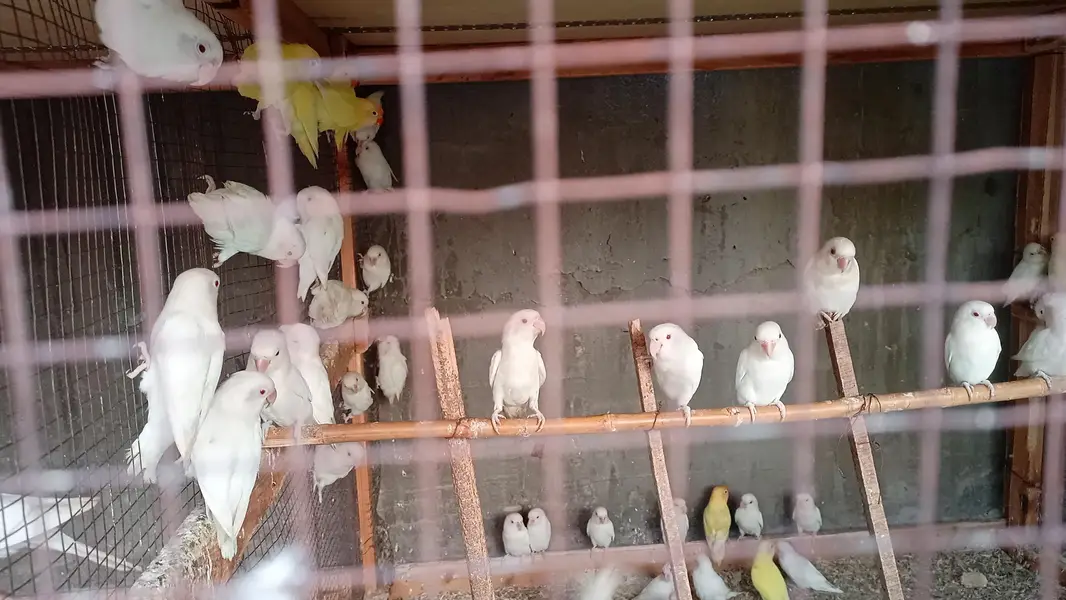 lotino love birds — photo 4