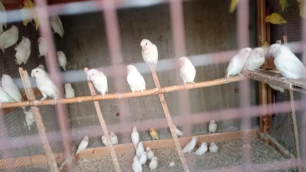 lotino love birds — photo 5